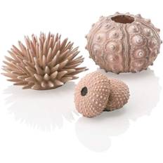 Sea urchins Natural