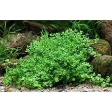 Sommerblumen reduziert Dennerle Aquarienpflanze Hemianthus callitrichoides Cuba