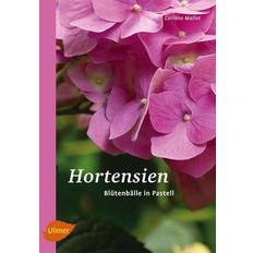 Kräutersamen Hortensien