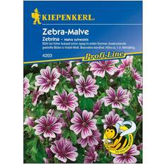 Sommerblumen Kiepenkerl Malve Zebrina Malva