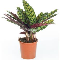 GardenersDream Calathea Insignis Rattlesnake Plant