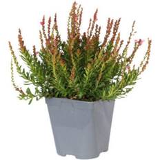 Sommerblomster Phylliopsis 'Askival' Askival Sommerblomst