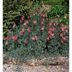 Sommerblomster Småhjerte Dicentra eximia Sommerblomst