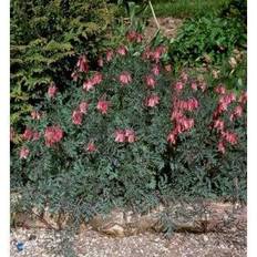 Sommerblomster på tilbud Småhjerte Dicentra eximia