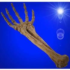Aqua Della 234-422120 Skelett-Hand, 26.8