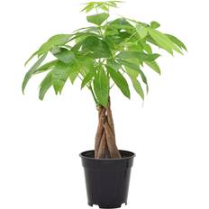 Pots, Plants & Cultivation Arcadia Garden Products 4" Live Money Tree