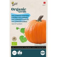 Graines de Légumes Buzzy Organic græskar Jack O' Lantern frø