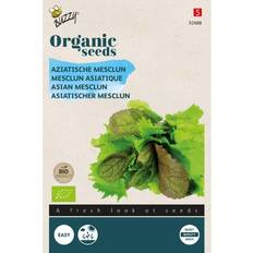 Økologisk, Pluksalat frø, Asian mix Buzzy Grøntsagsfrø