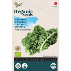 Buzzy Organic grønkål Westland Herfst økologiske frø Grøntsagsfrø
