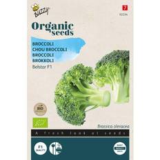 Grøntsagsfrø Buzzy Organic broccoli Belstar F1 økologiske frø Grøntsagsfrø