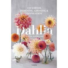 Dahlia (Indbundet, 2022)