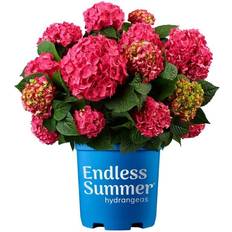 5 gallon flower pot Endless Summer 5 Gal. Crush Hydrangea Shrub