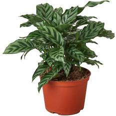 Vegetable Seeds House Plant Shop Calathea 'Freddie'