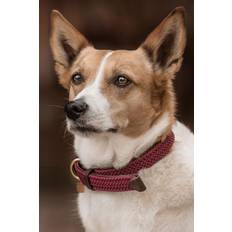 Kentucky Dogwear Hundehalsband Geflochten Nylon