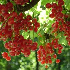Kat træ RIBES RUBRUM 'STANZA' Kat. Hækplante