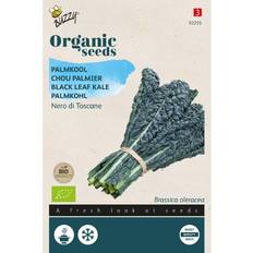 Grøntsagsfrø Økologisk, Palmekål frø, Nero di Toscana Grøntsagsfrø
