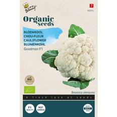 Krukker, Planter & Dyrkning Buzzy Organic blomkål Goodman 1 økologiske frø Grøntsagsfrø