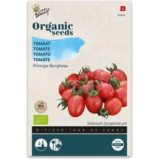 Krukker, Planter & Dyrkning Buzzy Organic tomat Principe Borghese økologiske frø Grøntsagsfrø