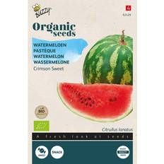 Krukker, Planter & Dyrkning Buzzy Organic vandmelon Crimson Sweet økologiske frø Grøntsagsfrø