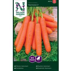 Nelson Garden Gulerod, Sommer-, Nantaise 2, Big Pack Grøntsagsfrø