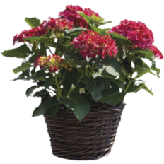 Silvan Hydrangea Ø17cm Potteplante