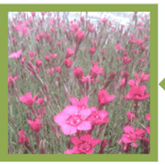 Bakkenellike Erectus Dianthus deltoides