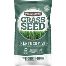 Fescue grass seed Pennington Kentucky 31 Tall Fescue Grass Sun Seed