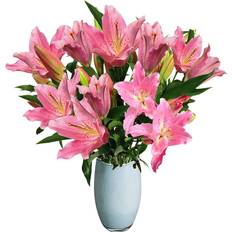 All Occasions Just Lilies - Pink Lily