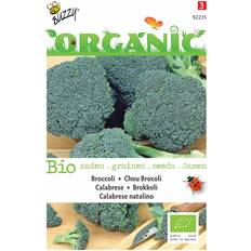 Økologisk, Broccoli frø, Calabrese natalino Grøntsagsfrø