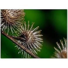 Interior Details Trademark Fine Art "Prickly" Lois Bryan Photographic Print on Wrapped Wall Decor