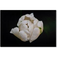 Interior Details Trademark Fine Art Shaffer "White Tulip" Gallery-Wrapped Wall Decor