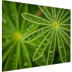 Notice Boards Magnettafel Blumen Querformat 4:3 Morgentau Pinnwand