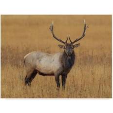 Interior Details Trademark Fine Art Galloimages 'Bull Elk' Canvas Wall Decor