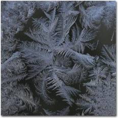 Interior Details Trademark Fine Art 'Frost Star' Photographic Print on Wrapped Wall Decor