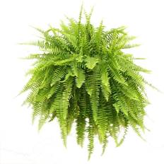 Seeds Costa Farms Boston Fern, Nephrolepis exaltata, Live Plant, 2-Feet Fresh From