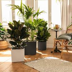 Lechuza CUBE Premium 30, Anthrazit ∅30cm