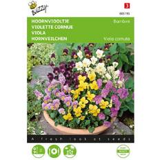 Buzzy Hornviol frø Bambini Buzzy