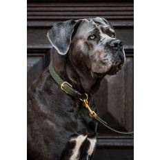 Kentucky Braided Nylon Dog Collar Vert