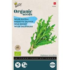 Økologisk, Vild Rucola frø Buzzy Græsfrø