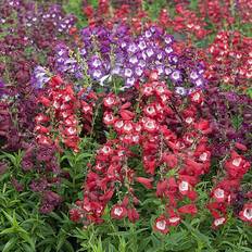 Seeds Very YouGarden Perennial Hardy Penstemon Collection Jumbo Plug Plants