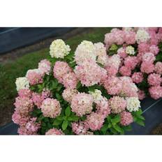 Pots & Planters Proven Winners 1 Gallon Quick Fire Fab Panicle Hydrangea Paniculata Live