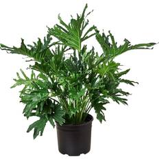 Potted Plants on sale House Plant Shop Lickety Split