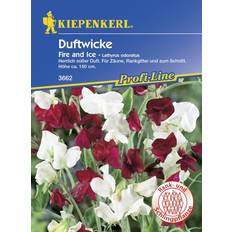 Saatgut Kiepenkerl Edelwicken Fire Ice Lathyrus odoratus, Inhalt: ca.