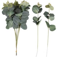 Eucalyptus Blomster Grene