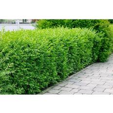 Piardino OMNIA Ligustrum vulgare var. italicum 100-pack