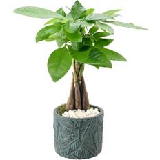 Pots & Planters Arcadia Garden Money Tree Live Tropico Leaf