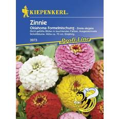 Blumensamen Kiepenkerl Zinnie Oklahoma Zinnia elegans, Inhalt: ca. 50