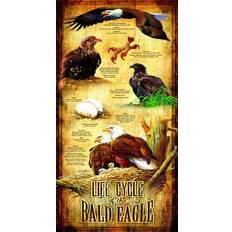 Sunsout Life Cycle of The Bald Eagle XXL 500 Pieces