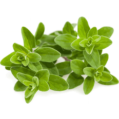 Click and Grow & Smart Garden refill Marjoram Plantesæt