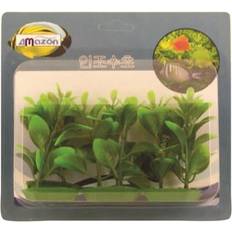 Hækplanter Meadow Meadow Ludwigia plastic 6cm Hækplante